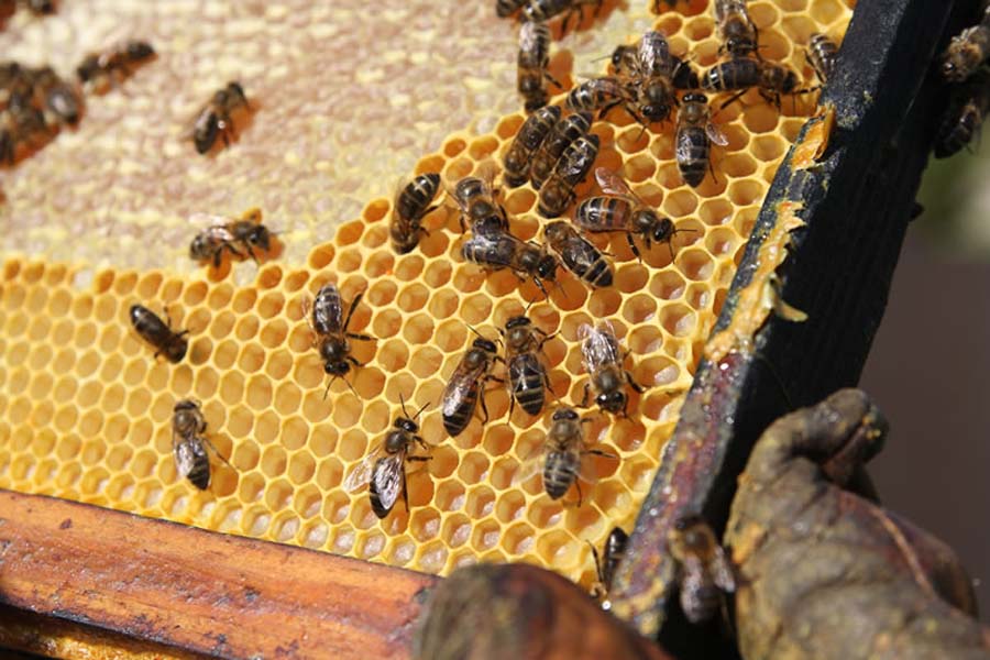 Se inicia capacitación en producción de miel orgánica