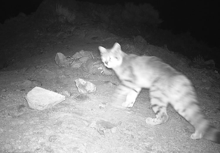 Monitoreo de fauna nativa del GEF Montaña registra presencia inédita de gato andino en el Cajón del Maipo