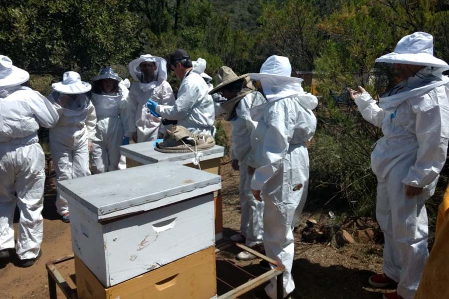 Positivas perspectivas generan capacitaciones en apicultura orgánica
