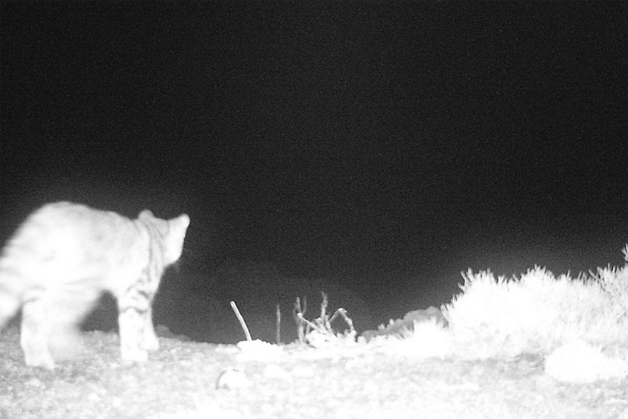 Por segundo año consecutivo se registra la presencia de gato andino en el Cajón del Maipo
