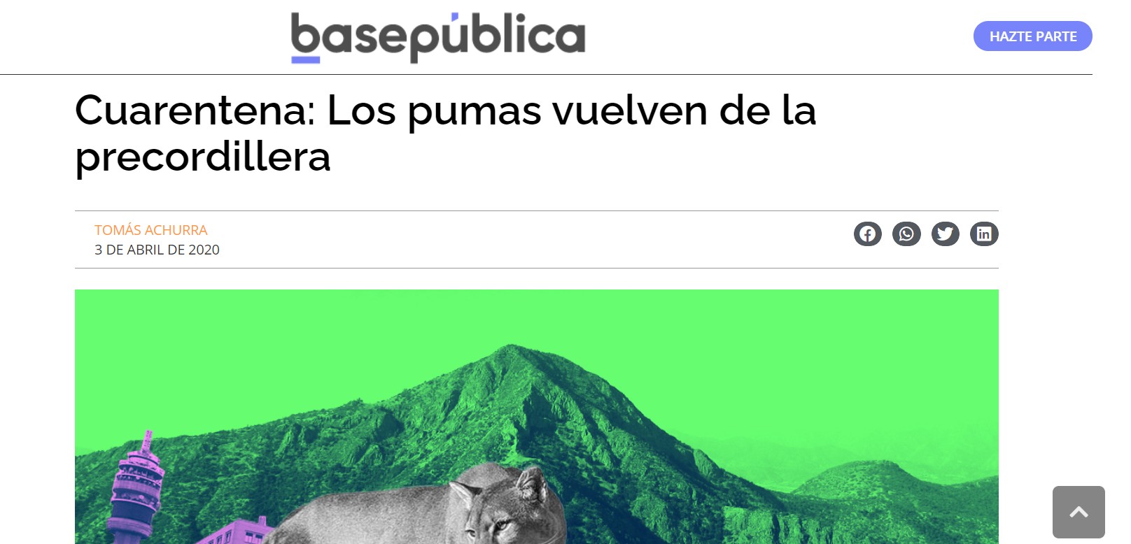 Cuarentena: Los pumas vuelven de la precordillera