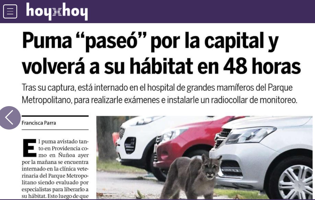 Puma «paseó» por la capital y volverá a su hábitat en 48 horas