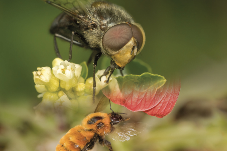 Proyecto GEF Montaña presenta guía de insectos polinizadores nativos