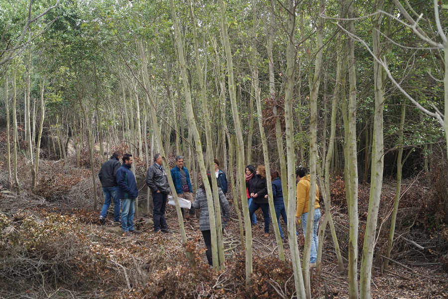 Trabajo conjunto busca proteger, recuperar y fortalecer el uso sostenible de los bosques mediterráneos de la zona central del país