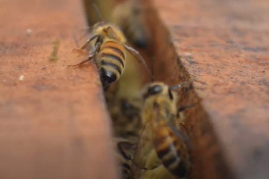 Capacitación apicultores GEF Montaña: Curso Apicultura Orgánica