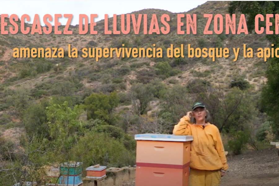 Escasez de lluvias en la zona central de Chile amenaza la sobrevivencia del bosque y la apicultura
