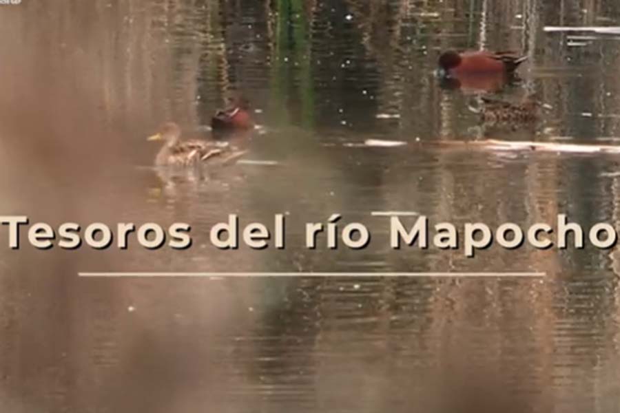 Tesoros del río Mapocho: Humedal El Trapiche