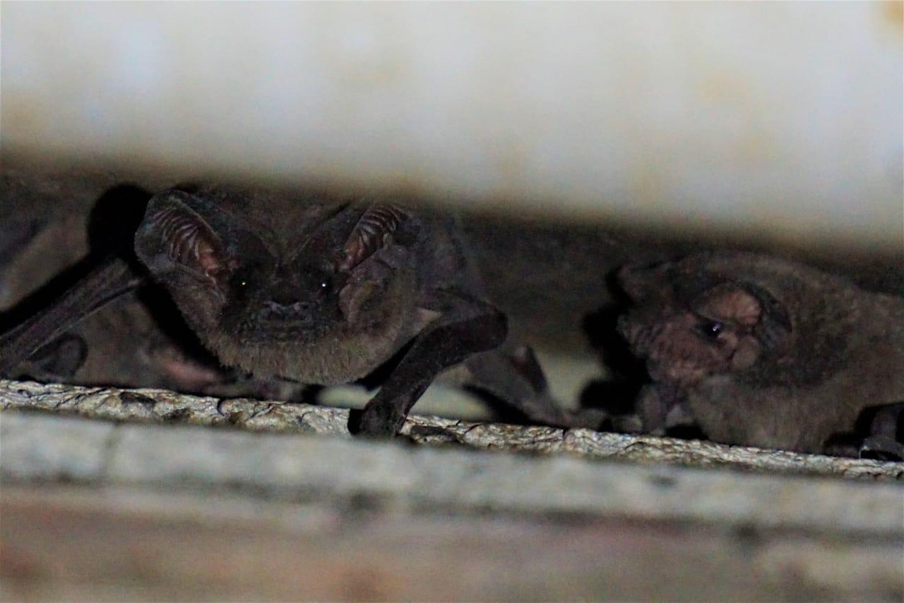 BatiVillas: una opción de conservación y sana convivencia con los murciélagos
