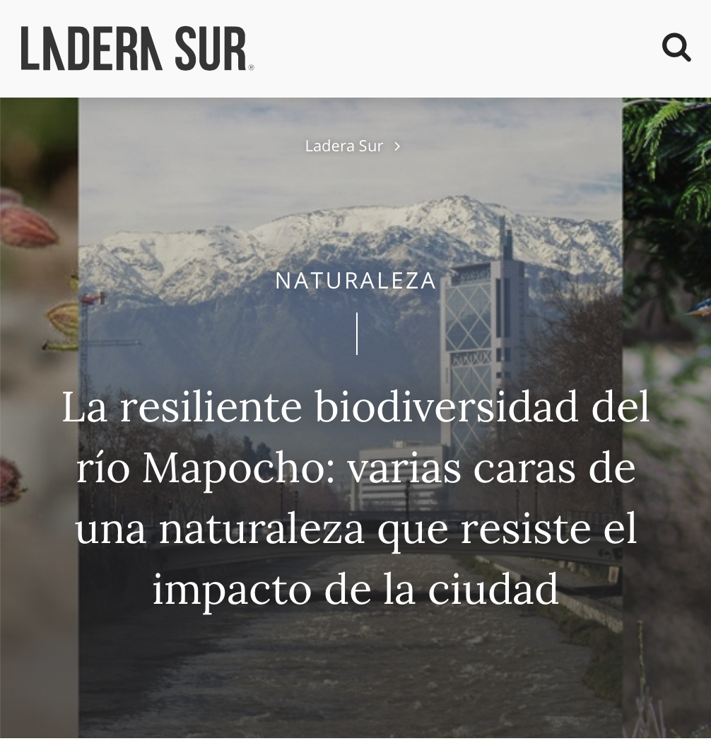 La resiliente biodiversidad del río Mapocho: varias caras de una naturaleza que resiste el impacto de la ciudad