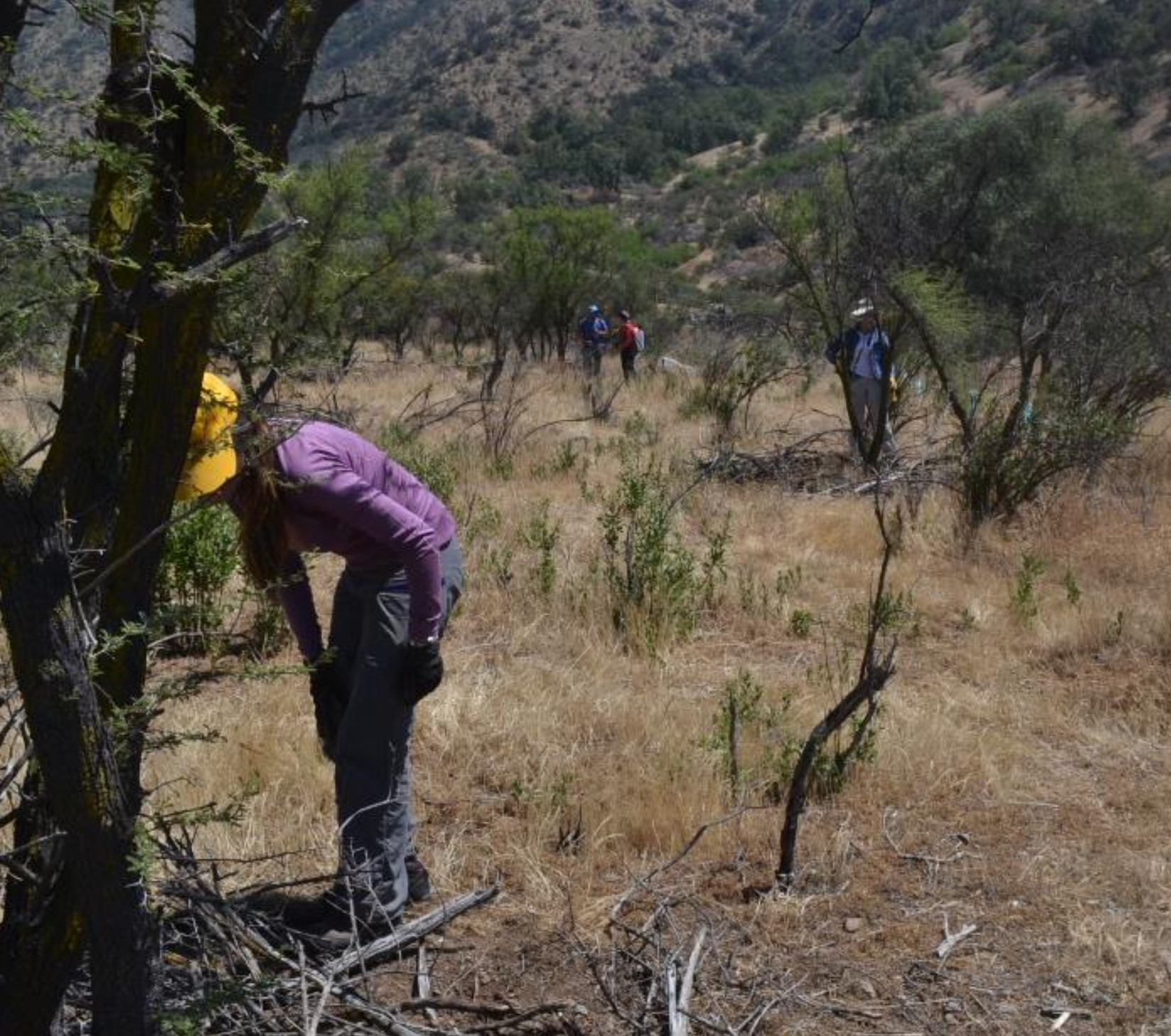 Resultados ensayos de restauración da respuestas para recuperar Santuario de la Naturaleza Quebrada de La Plata afectado por incendio