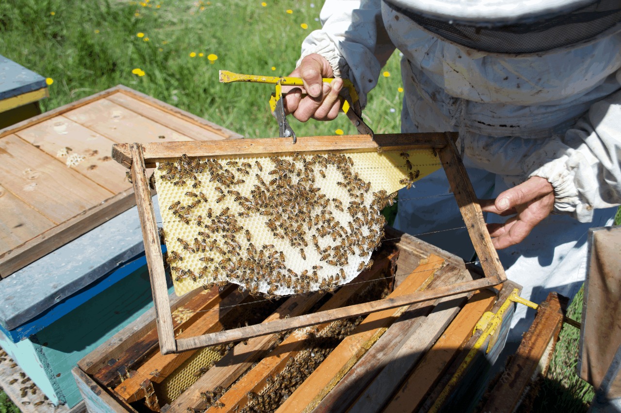 Derribando mitos: beneficios de transitar hacia una apicultura orgánica
