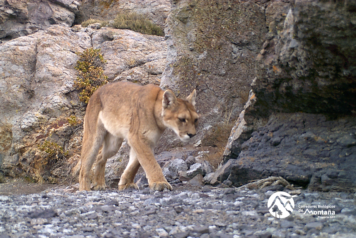 Monitoreo de dos pumas confirma la existencia de los corredores biológicos en la Cordillera de Los Andes y pasos de fauna urbanos en la Zona Central