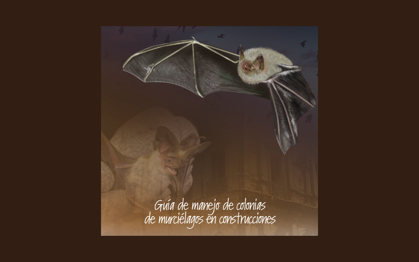 Guía de manejo de murciélagos busca apoyar gestión municipal y ciudadana