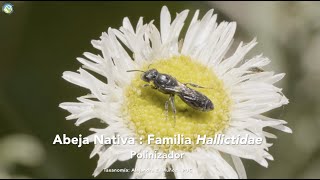 #PausaPorLaNaturaleza Abeja Nativa (Familia Hallictidae) y Escarabajo Joya (Bilyaxia concinna)