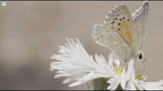 #PausaPorLaNaturaleza Mariposa macho (Pseudolucia chilensis)